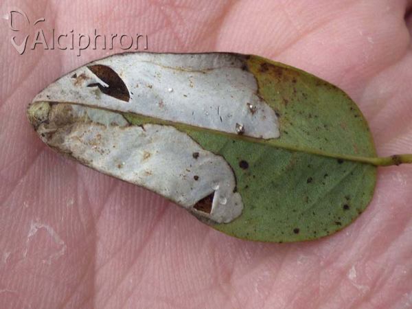 Phyllonorycter robiniella