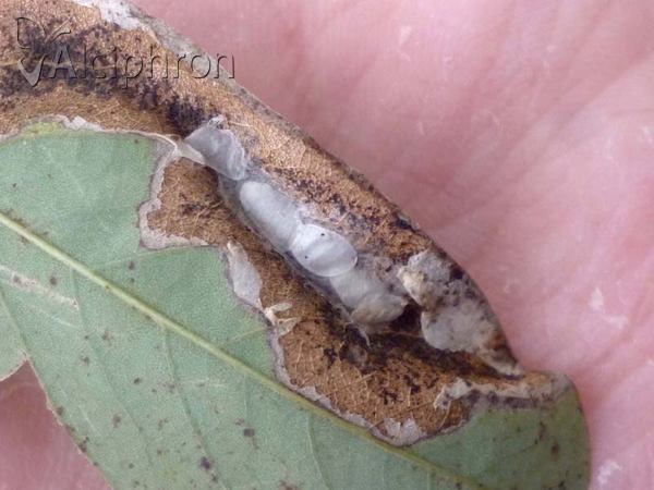 Phyllonorycter robiniella