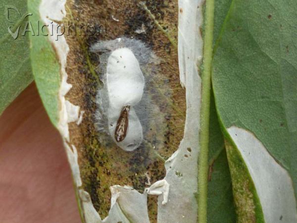 Phyllonorycter robiniella