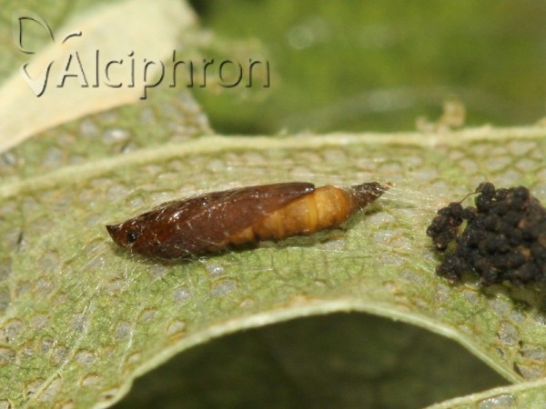 Phyllonorycter roboris