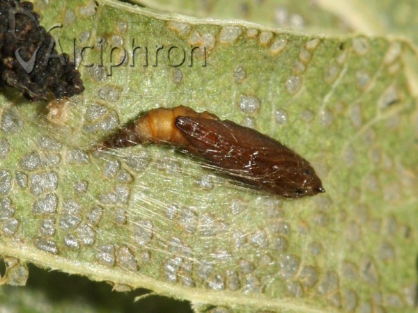 Phyllonorycter roboris