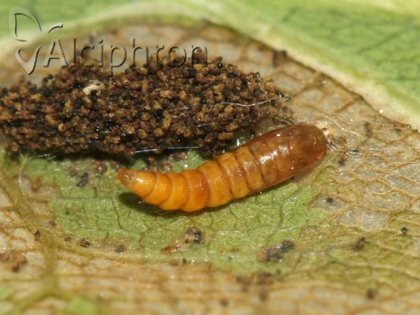 Phyllonorycter roboris