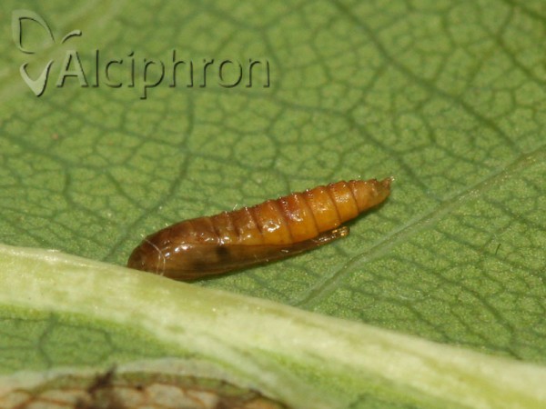 Phyllonorycter roboris