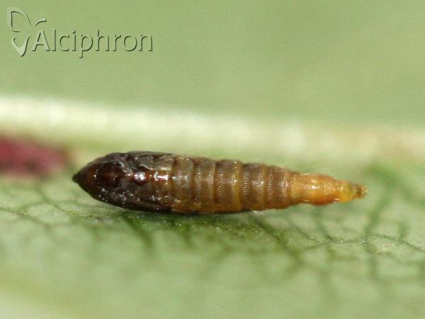Phyllonorycter spinicolella