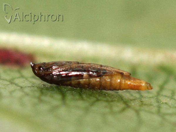 Phyllonorycter spinicolella