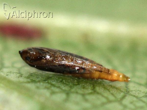 Phyllonorycter spinicolella