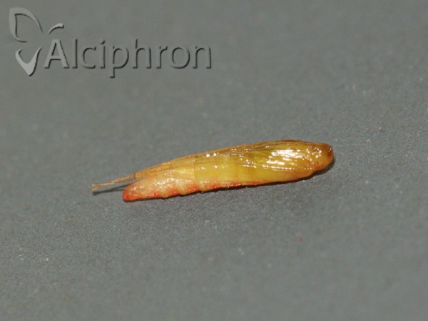 Acrocercops brongniardella