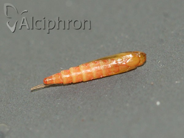 Acrocercops brongniardella