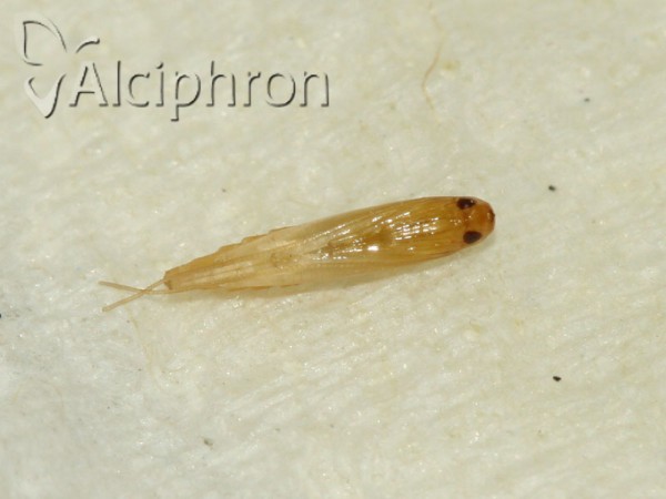 Acrocercops brongniardella