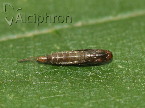 Acrocercops brongniardella