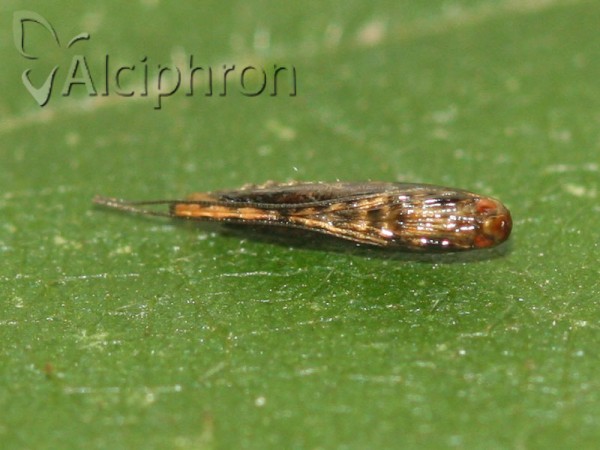 Acrocercops brongniardella