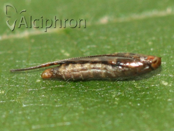 Acrocercops brongniardella
