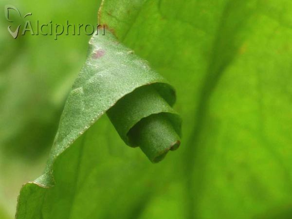 Calybites phasianipennella