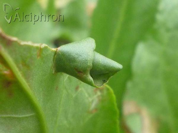 Calybites phasianipennella