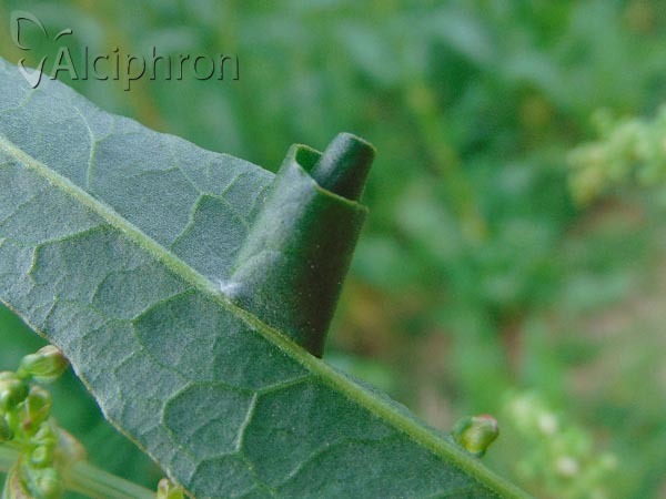 Calybites phasianipennella