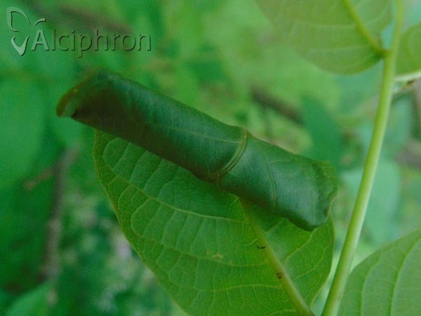 Caloptilia roscipennella