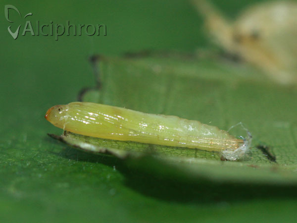 Caloptilia roscipennella