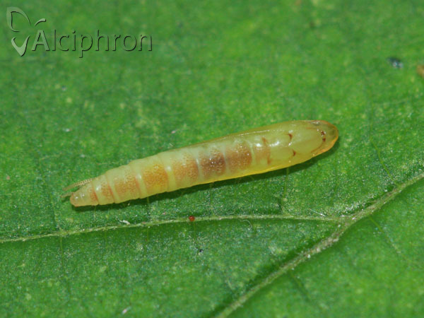 Caloptilia roscipennella