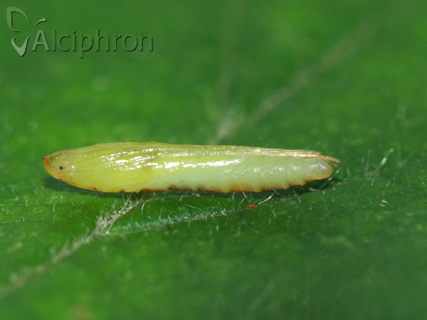 Caloptilia roscipennella