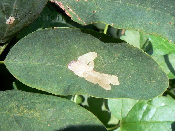 Parectopa robiniella