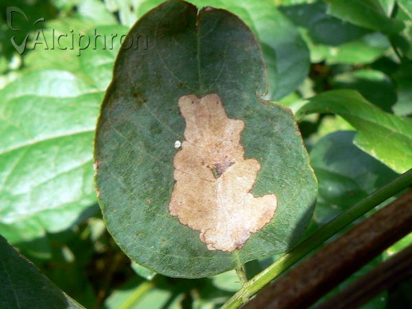 Parectopa robiniella