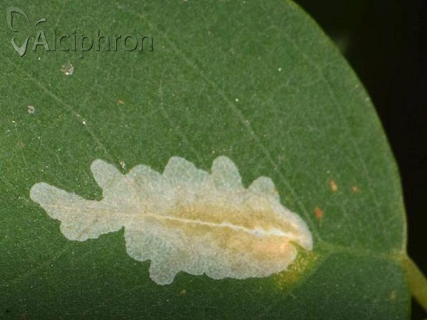 Parectopa robiniella