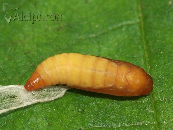 Yponomeuta cagnagella