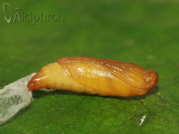 Yponomeuta cagnagella