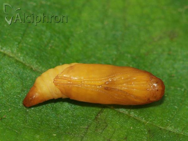 Yponomeuta cagnagella