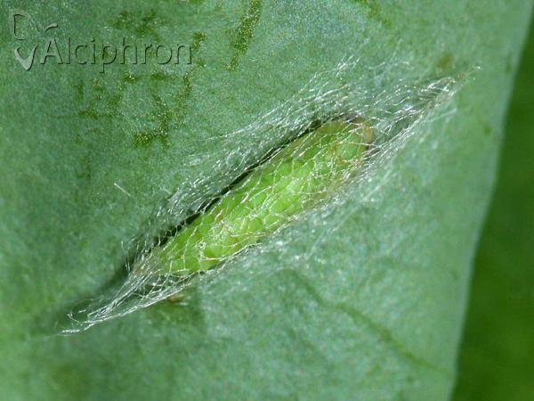 Plutella xylostella