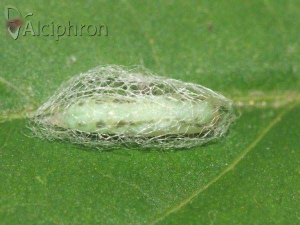 Plutella xylostella