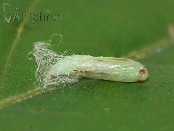 Plutella xylostella