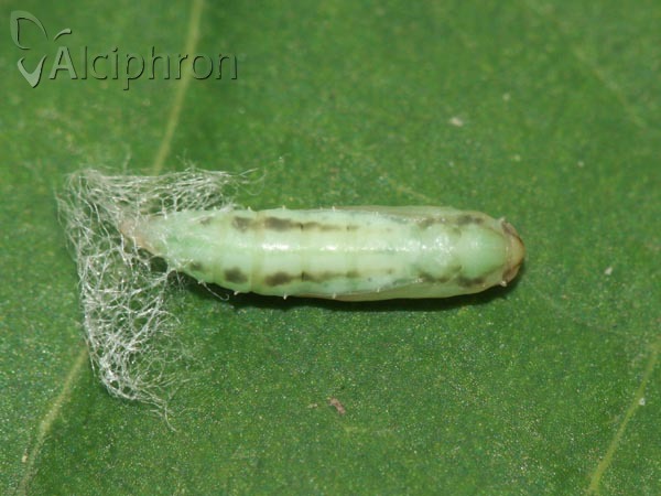 Plutella xylostella