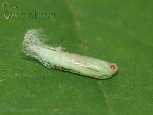 Plutella xylostella