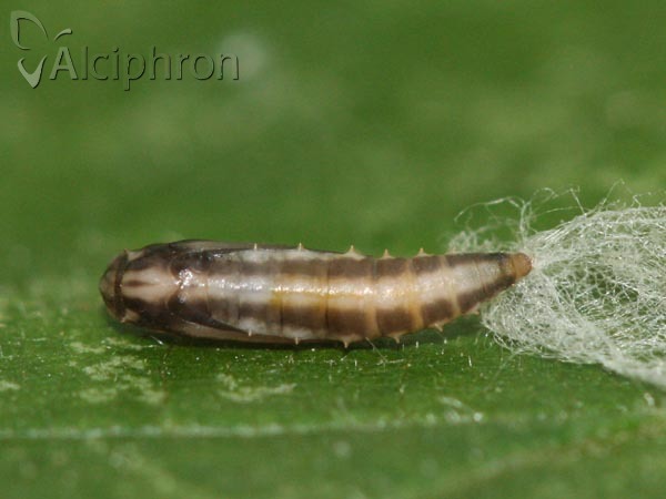Plutella xylostella