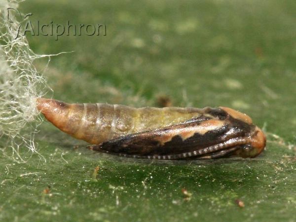 Plutella xylostella