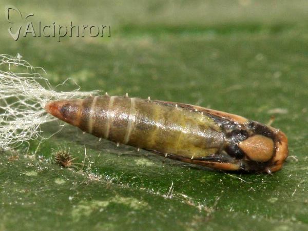 Plutella xylostella
