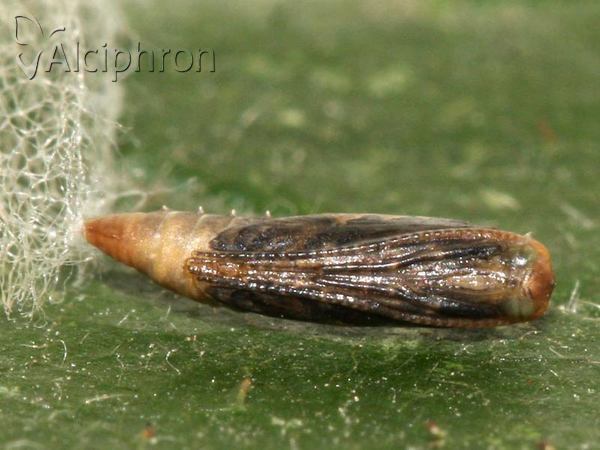 Plutella xylostella