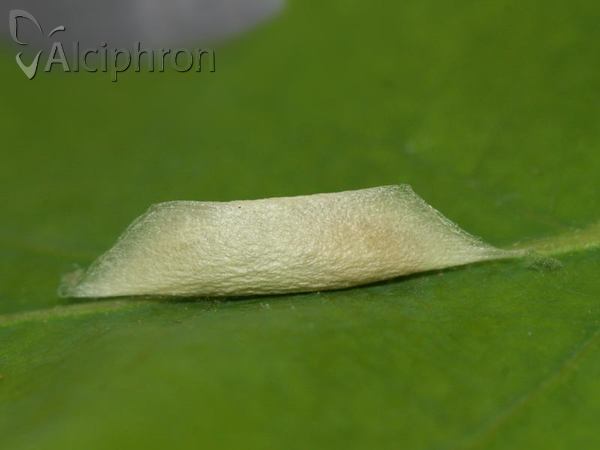 Ypsolopha ustella