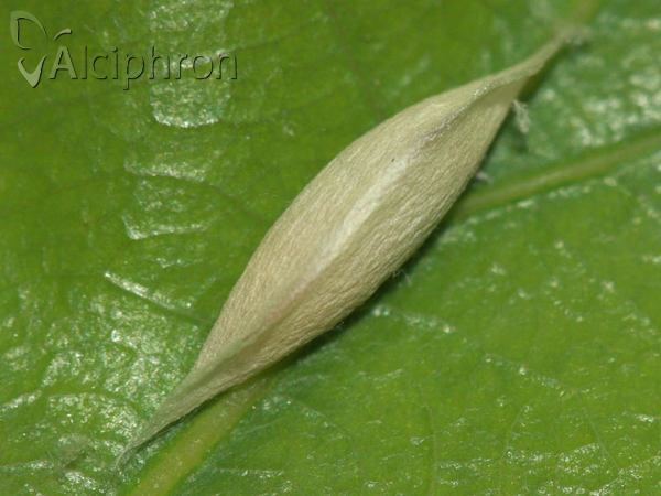 Ypsolopha ustella