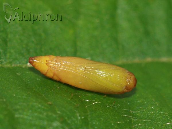 Ypsolopha ustella