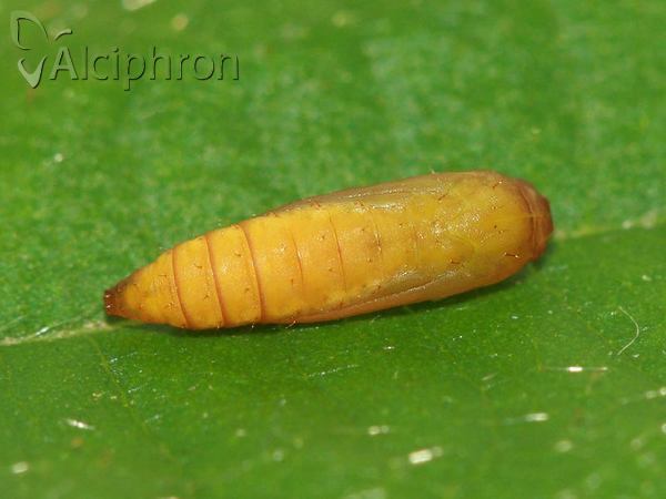 Ypsolopha ustella