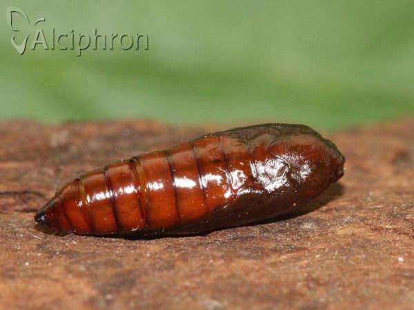 Agonopterix ciliella
