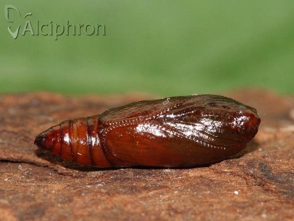 Agonopterix ciliella