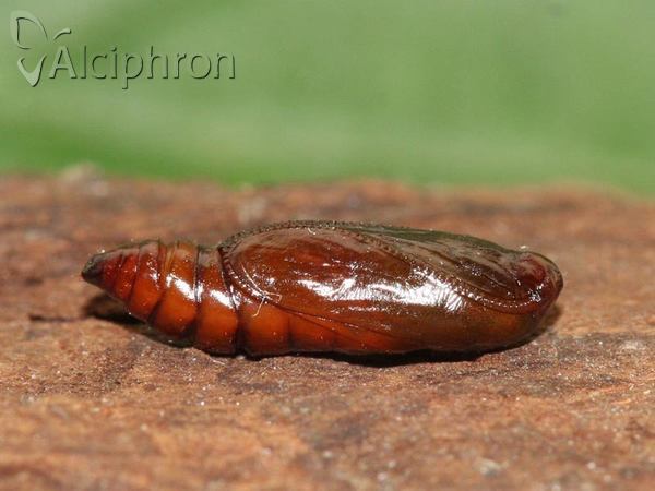 Agonopterix ciliella