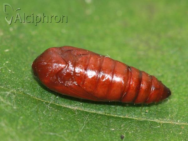 Agonopterix kaekeritziana