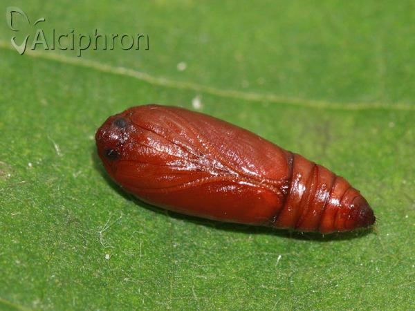 Agonopterix kaekeritziana