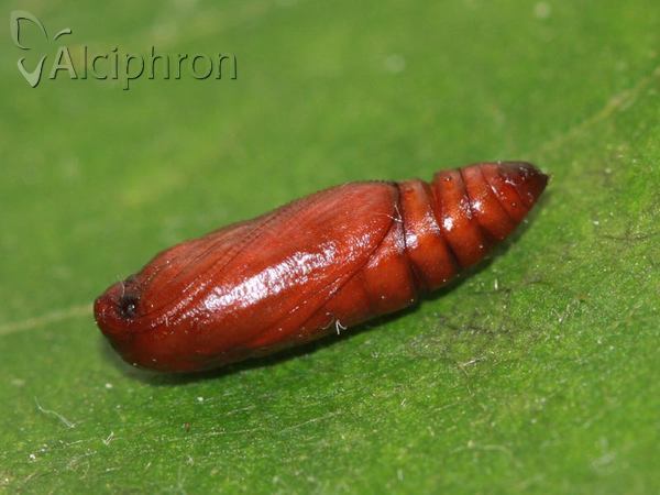 Agonopterix kaekeritziana