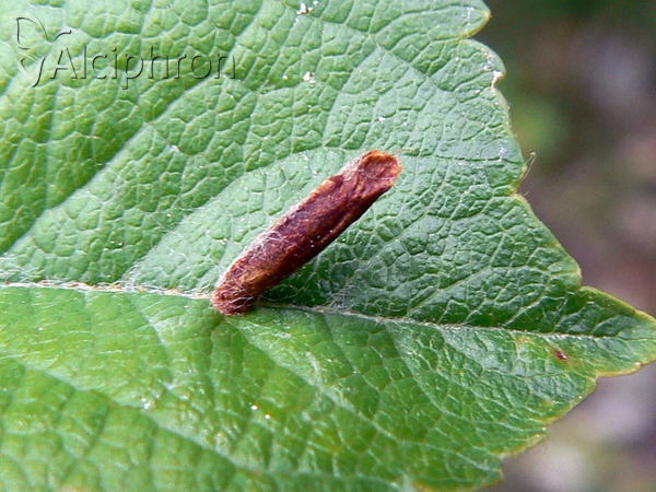 Coleophora flavipennella