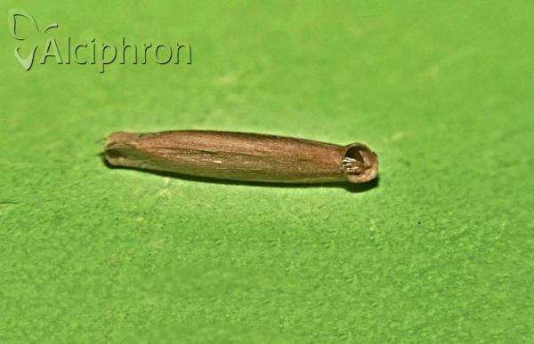 Coleophora flavipennella